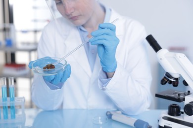 Photo of Scientist working with sample in Petri dish at table in laboratory, closeup