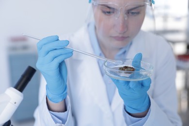 Photo of Scientist working with sample in Petri dish in laboratory, selective focus