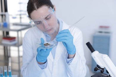 Photo of Scientist working with sample in Petri dish in laboratory