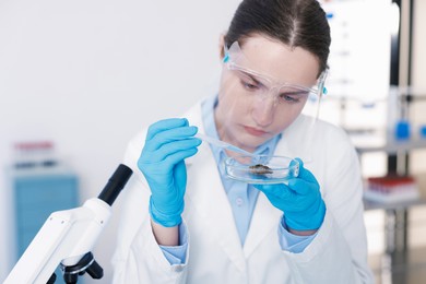 Photo of Scientist working with sample in Petri dish in laboratory