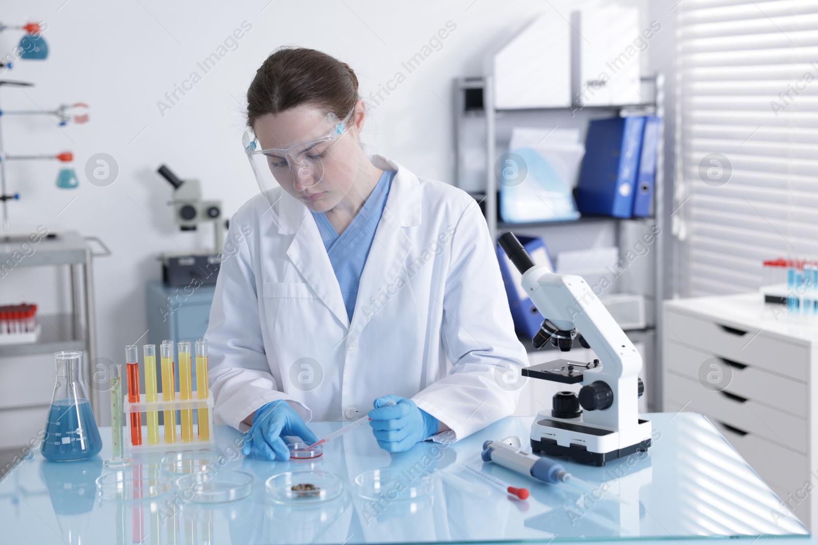 Scientist working with sample in Petri dish at table in laboratory Photo of Scientist working with sample in Petri dish at table in laboratory