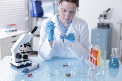 Photo of Scientist working with sample in Petri dish at table in laboratory
