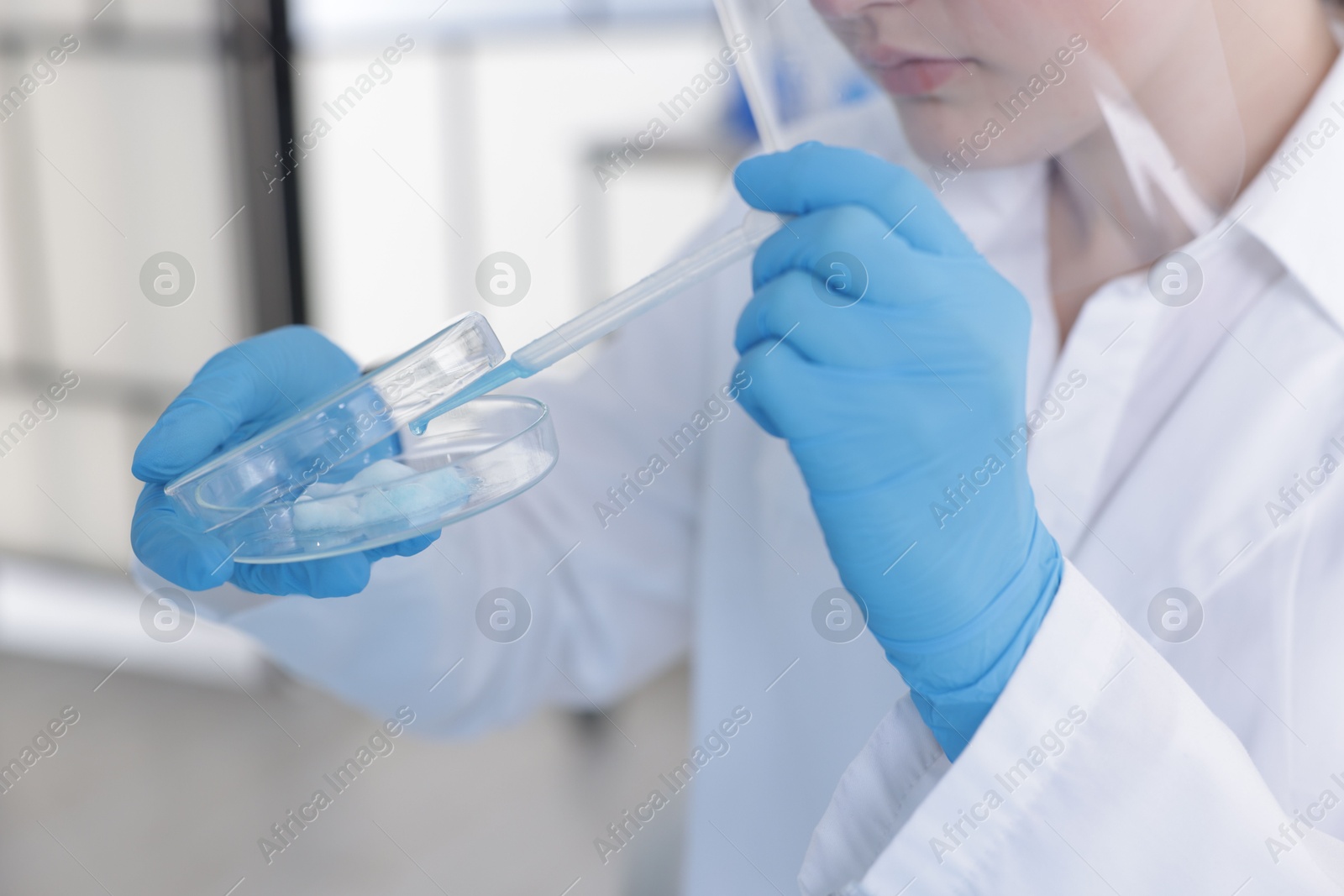Scientist working with sample in Petri dish in laboratory, closeup Photo of Scientist working with sample in Petri dish in laboratory, closeup