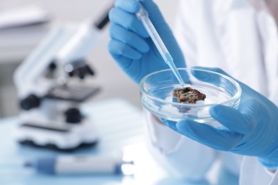 Photo of Scientist working with sample in Petri dish in laboratory, closeup