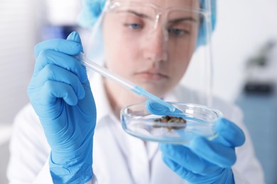 Photo of Scientist working with sample in Petri dish in laboratory, selective focus