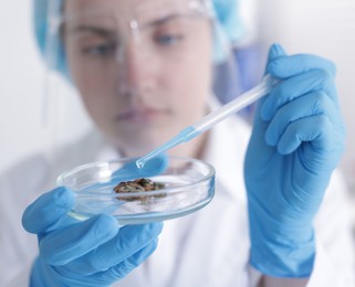 Photo of Scientist working with sample in Petri dish in laboratory, selective focus