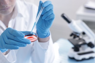 Photo of Scientist working with sample in Petri dish in laboratory, closeup
