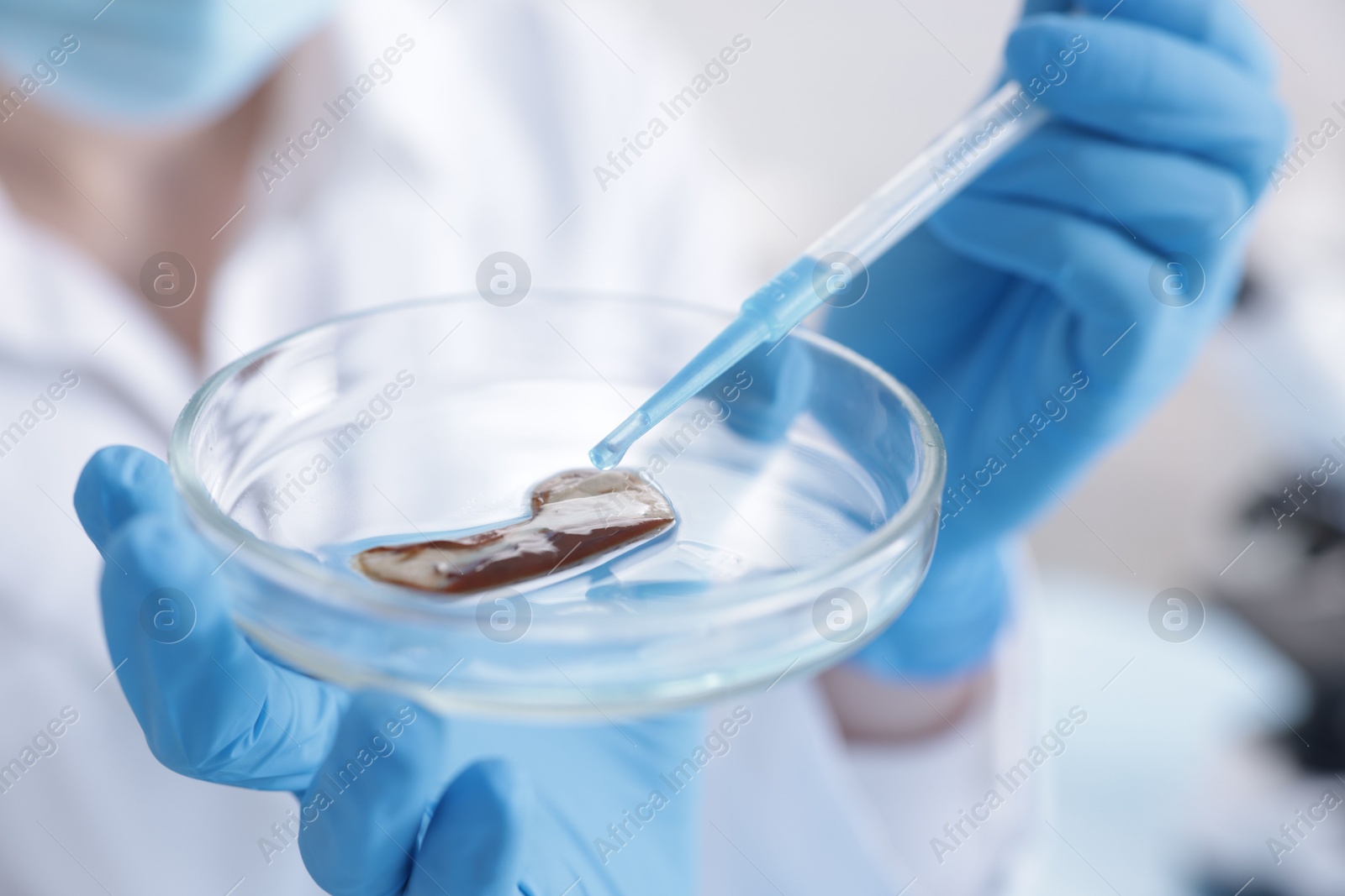 Scientist working with sample in Petri dish in laboratory, closeup Photo of Scientist working with sample in Petri dish in laboratory, closeup