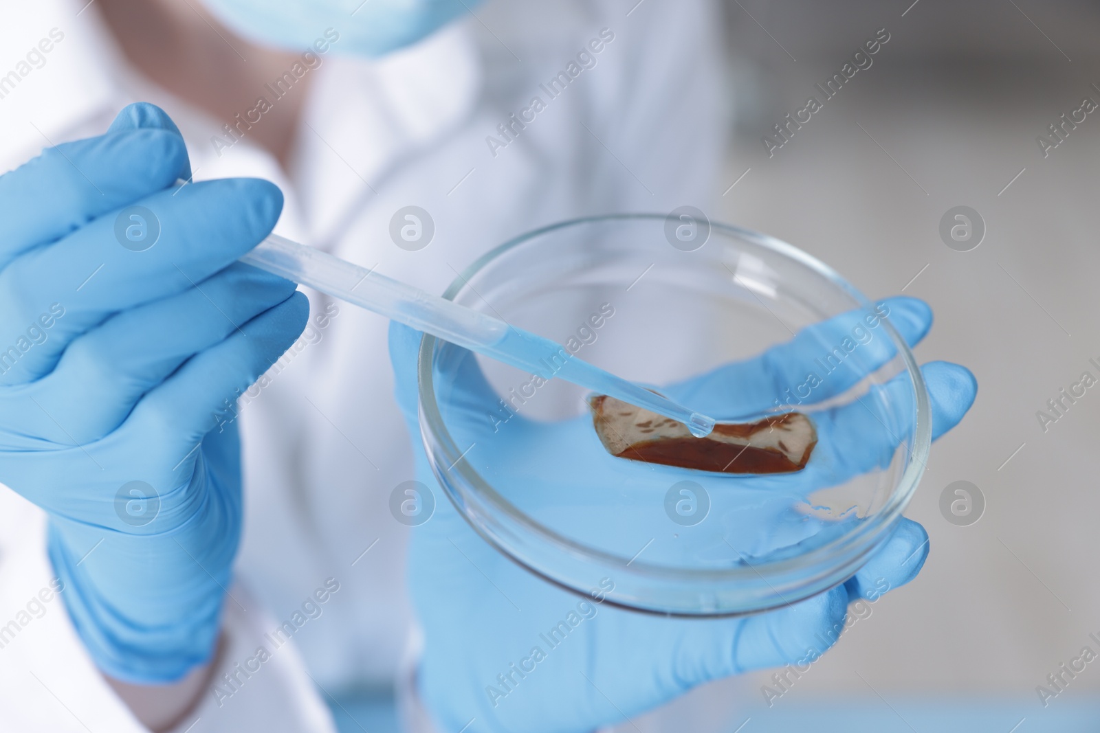 Scientist working with sample in Petri dish in laboratory, closeup Photo of Scientist working with sample in Petri dish in laboratory, closeup