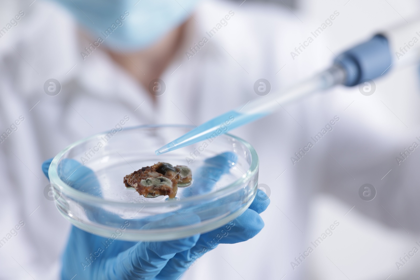 Scientist working with sample in Petri dish in laboratory, closeup Photo of Scientist working with sample in Petri dish in laboratory, closeup