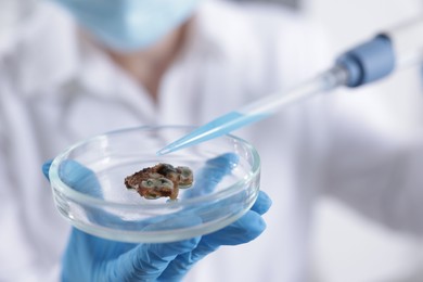 Photo of Scientist working with sample in Petri dish in laboratory, closeup