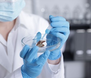 Photo of Scientist working with sample in Petri dish in laboratory, closeup