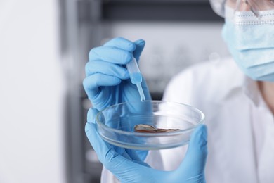 Photo of Scientist working with sample in Petri dish in laboratory, closeup