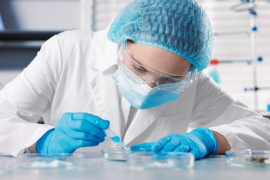 Photo of Scientist working with sample in Petri dish at table in laboratory
