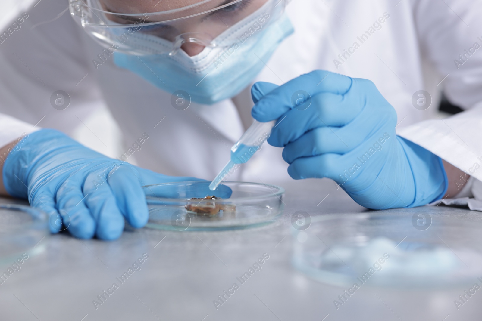 Scientist working with sample in Petri dish at table in laboratory, closeup Photo of Scientist working with sample in Petri dish at table in laboratory, closeup