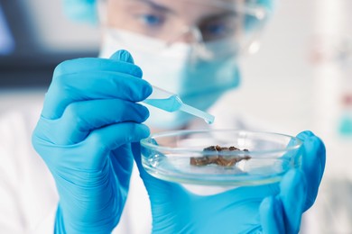 Photo of Scientist working with sample in Petri dish in laboratory, selective focus