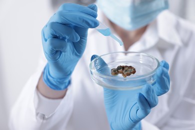 Photo of Scientist working with sample in Petri dish in laboratory, closeup