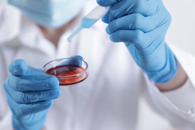 Photo of Scientist working with sample in Petri dish in laboratory, closeup