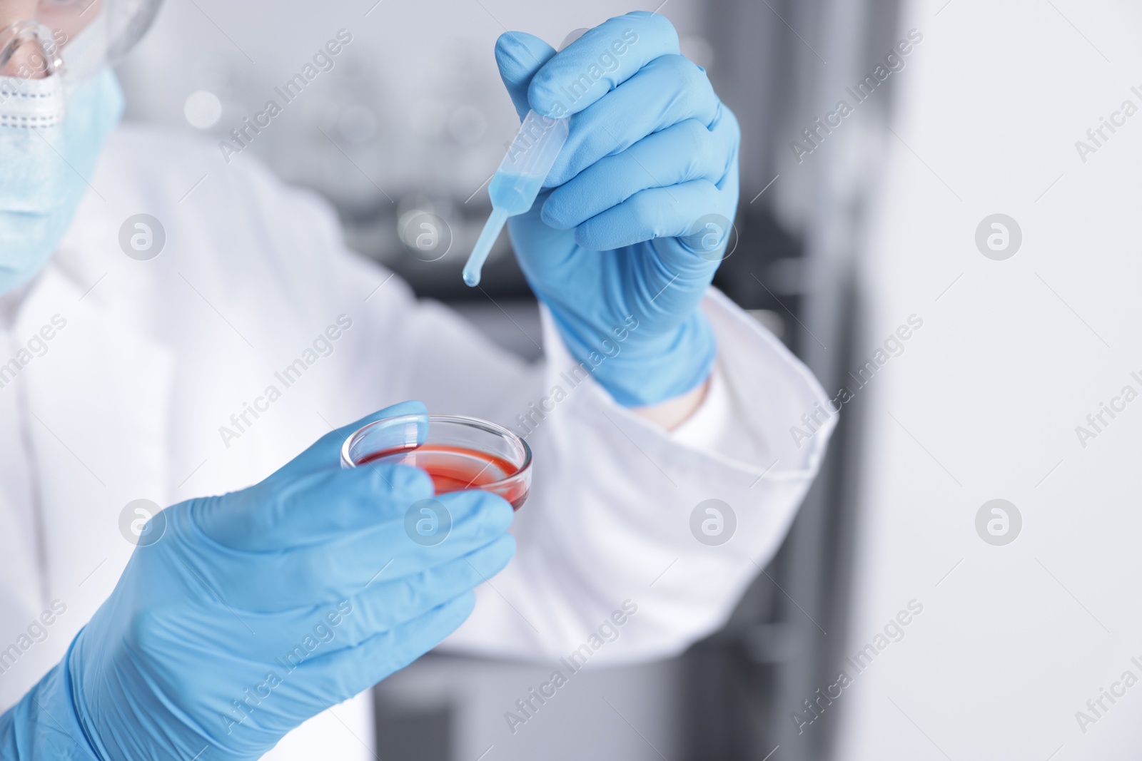 Scientist working with sample in Petri dish in laboratory, closeup Photo of Scientist working with sample in Petri dish in laboratory, closeup