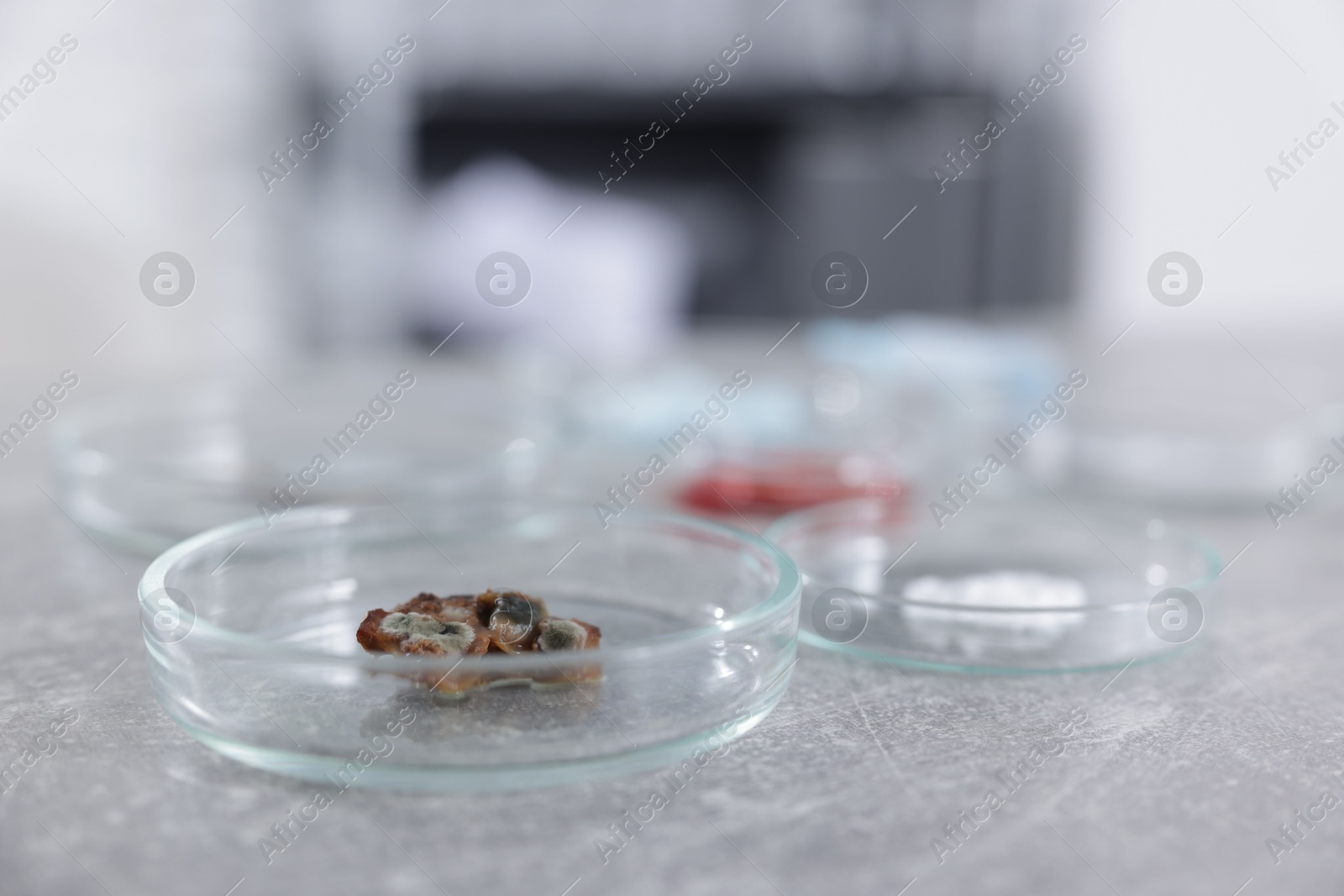 Petri dishes with different samples on grey table in laboratory, closeup Photo of Petri dishes with different samples on grey table in laboratory, closeup