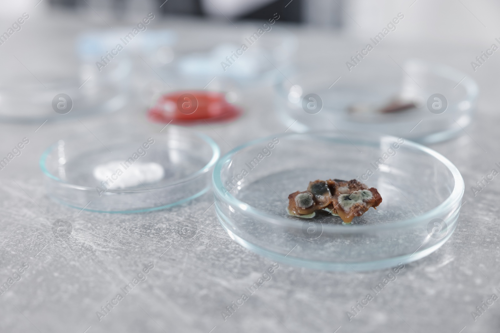 Petri dishes with different samples on grey table in laboratory, closeup Photo of Petri dishes with different samples on grey table in laboratory, closeup