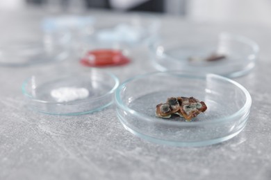 Photo of Petri dishes with different samples on grey table in laboratory, closeup