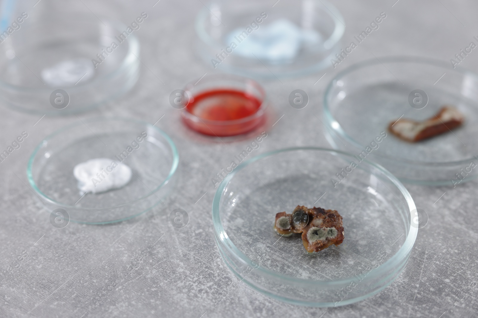 Petri dishes with different samples on grey table, closeup Photo of Petri dishes with different samples on grey table, closeup