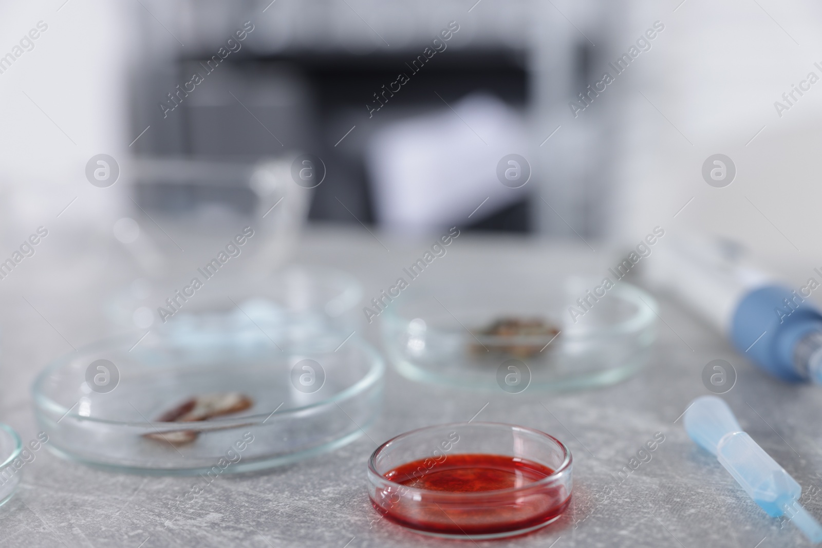 Petri dishes with different samples on grey table in laboratory, closeup Photo of Petri dishes with different samples on grey table in laboratory, closeup
