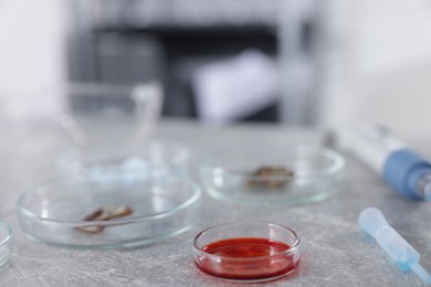 Photo of Petri dishes with different samples on grey table in laboratory, closeup