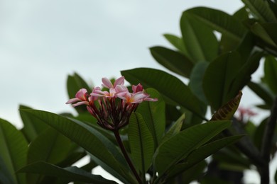 Photo of Beautiful plumeria flowers and green leaves outdoors, closeup