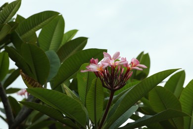 Photo of Beautiful plumeria flowers and green leaves outdoors, closeup
