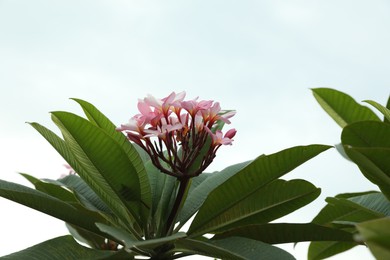 Photo of Beautiful plumeria flowers and green leaves outdoors, low angle view