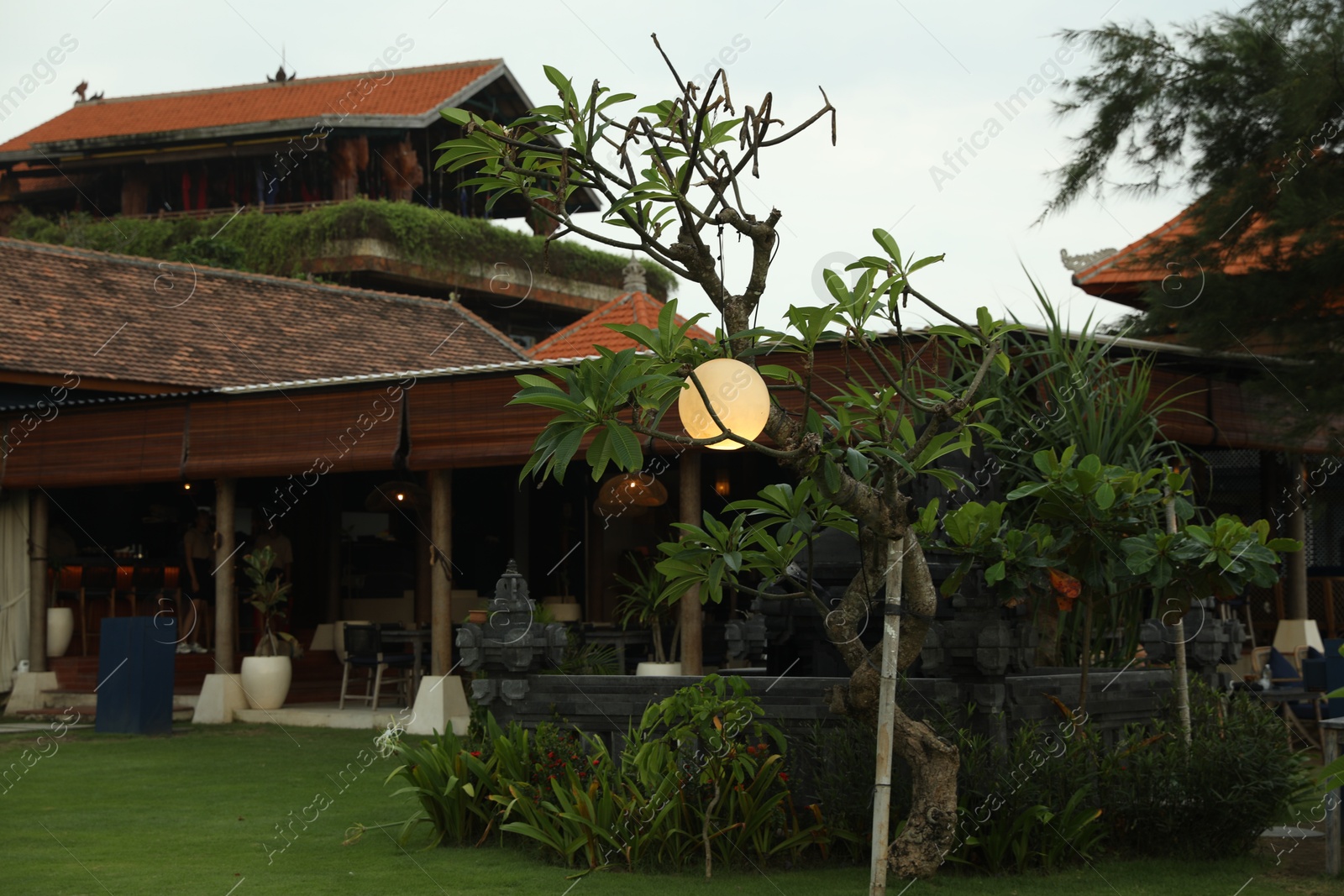 Bali, Indonesia - May 27, 2025: Different green plants near cafe Photo of Bali, Indonesia - May 27, 2025: Different green plants near cafe