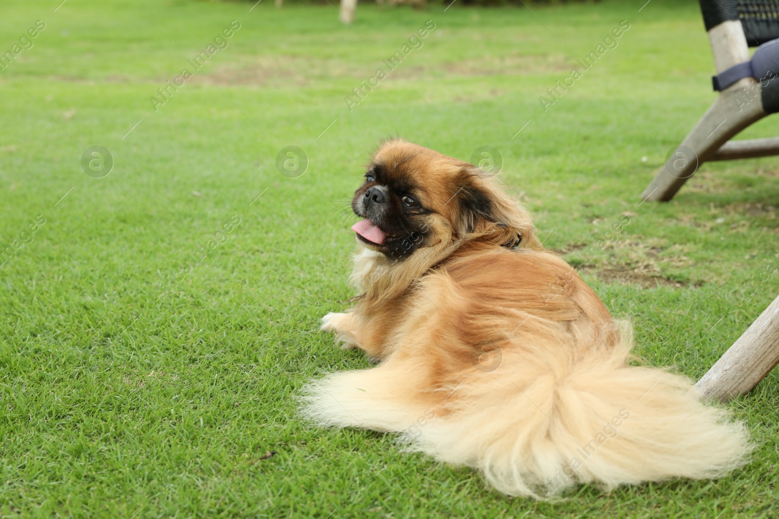 Cute dog on green grass outdoors, space for text Photo of Cute dog on green grass outdoors, space for text