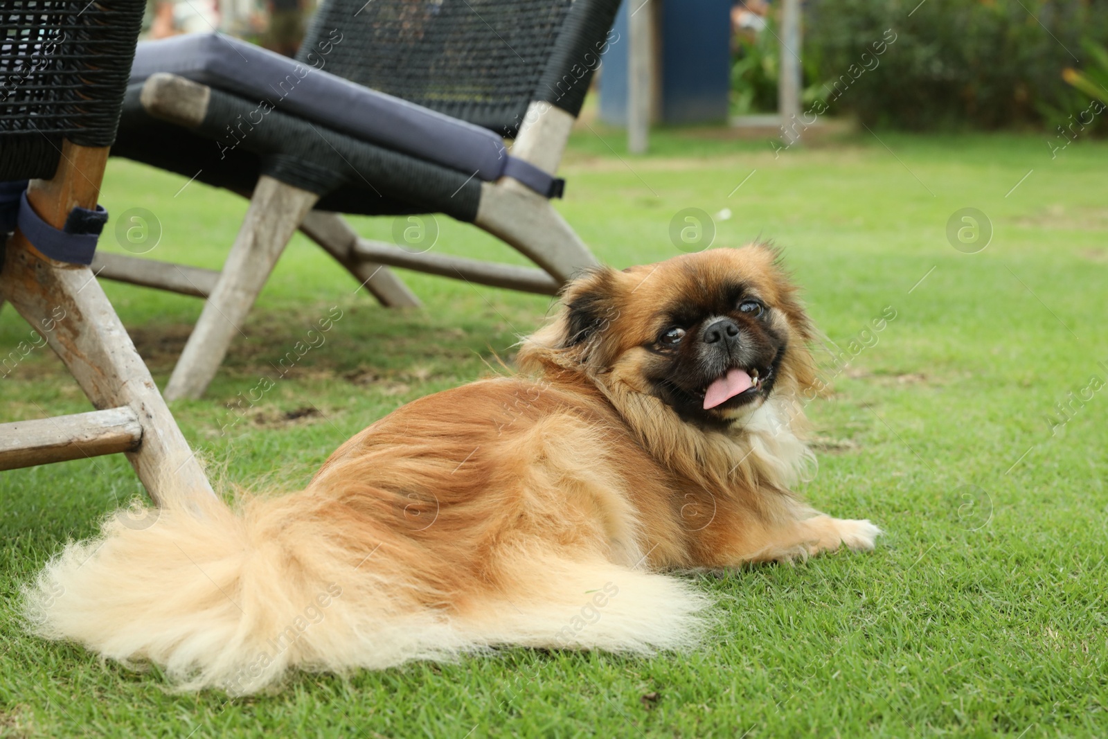 Cute fluffy dog on green grass outdoors Photo of Cute fluffy dog on green grass outdoors