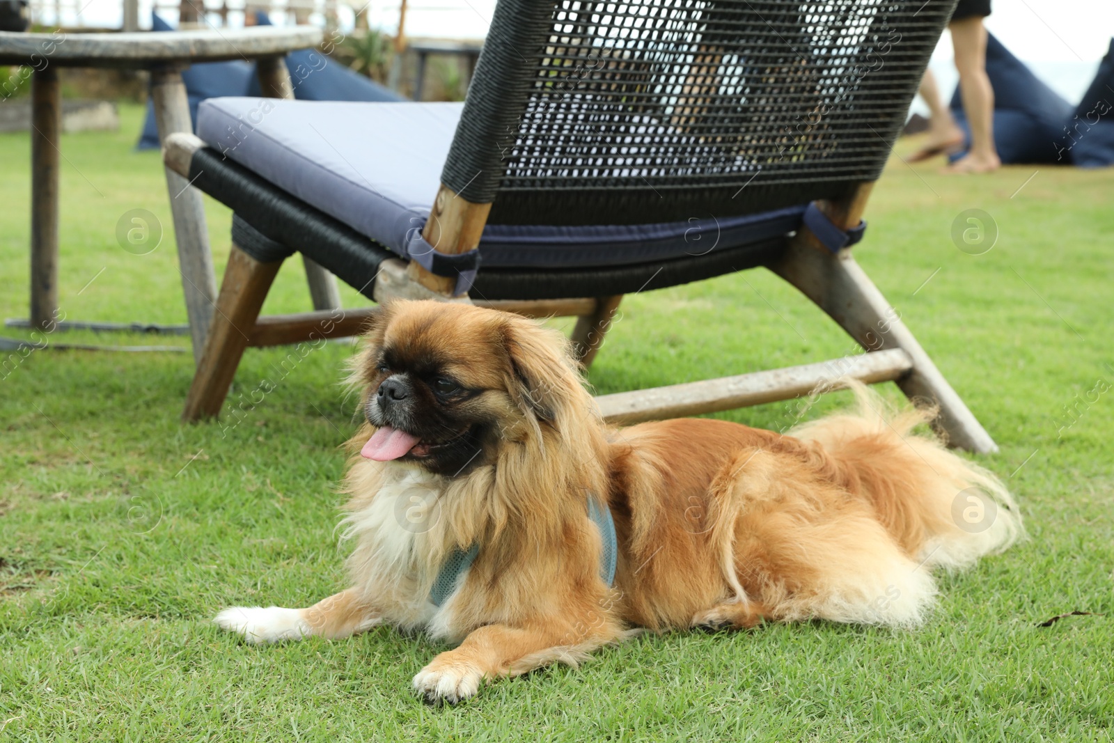 Cute fluffy dog on green grass outdoors Photo of Cute fluffy dog on green grass outdoors