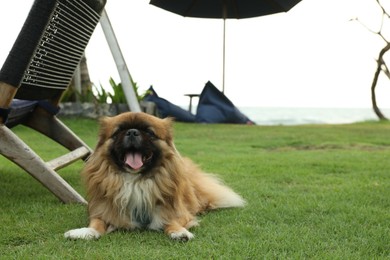 Photo of Cute dog on green grass outdoors, space for text