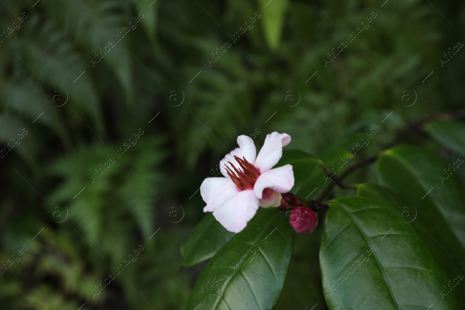 Beautiful tropical flower and green leaves outdoors, closeup. Space for text Photo of Beautiful tropical flower and green leaves outdoors, closeup. Space for text