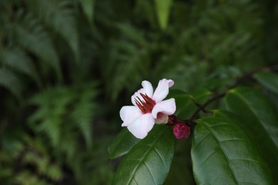 Photo of Beautiful tropical flower and green leaves outdoors, closeup. Space for text