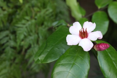 Photo of Beautiful tropical flower and green leaves outdoors, closeup. Space for text