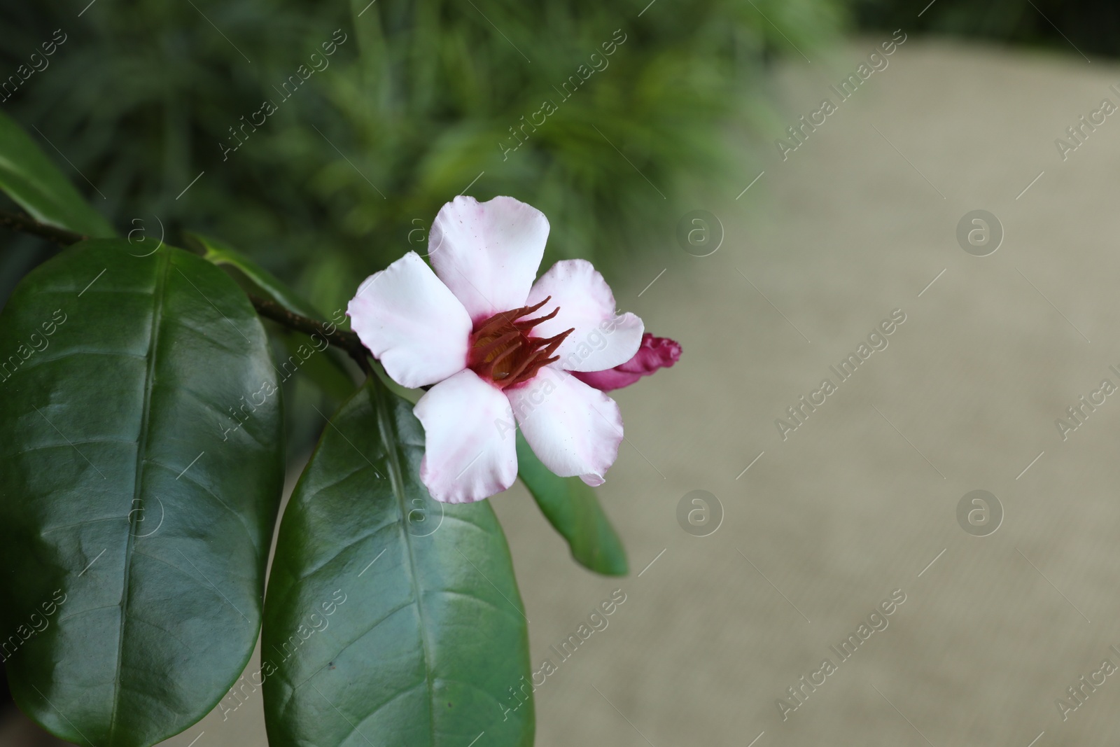 Beautiful tropical flower and green leaves outdoors, closeup. Space for text Photo of Beautiful tropical flower and green leaves outdoors, closeup. Space for text