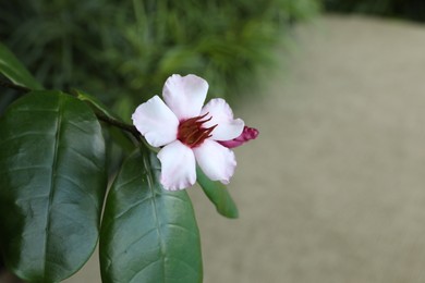 Photo of Beautiful tropical flower and green leaves outdoors, closeup. Space for text
