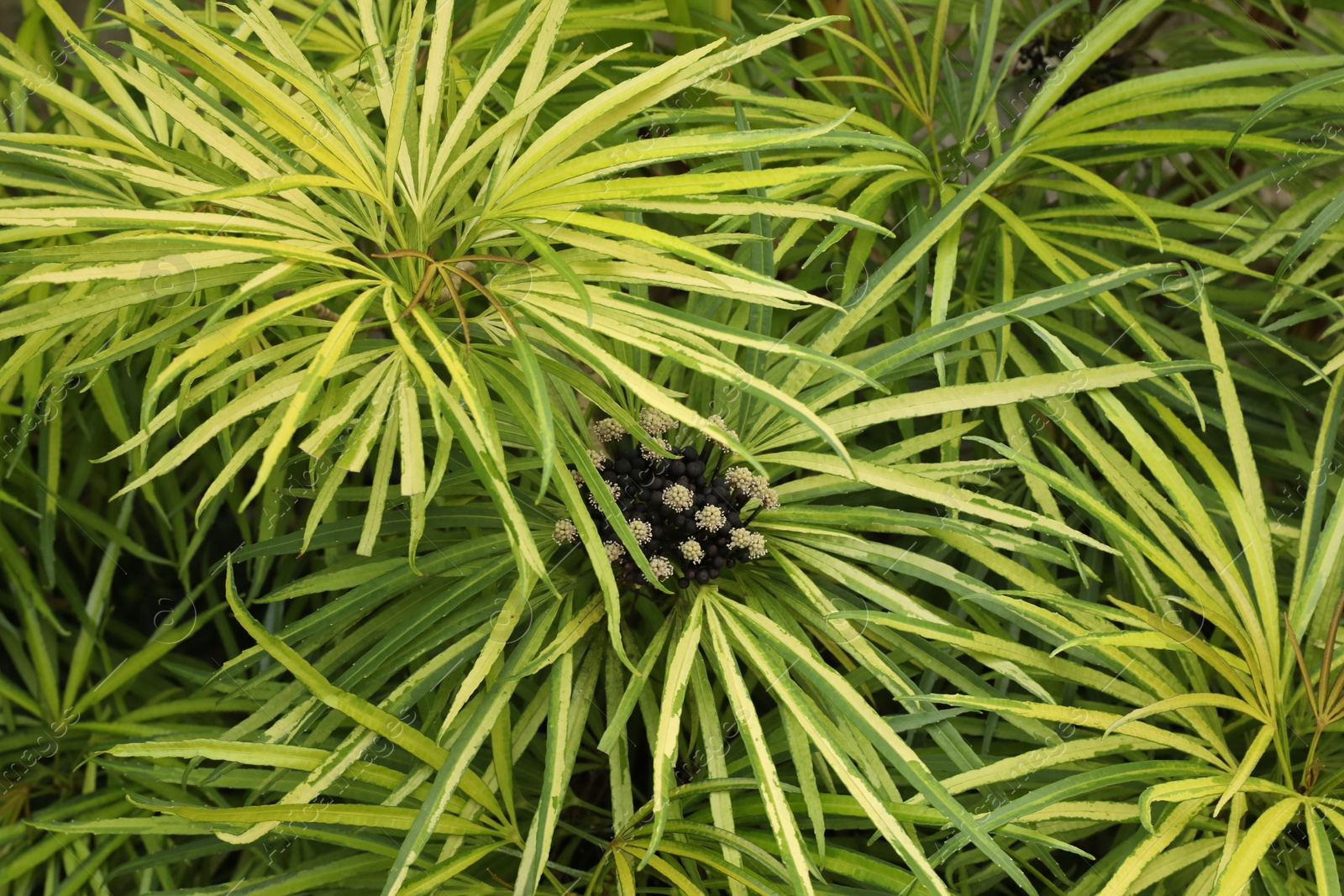 Beautiful plants with green leaves as background, top view Photo of Beautiful plants with green leaves as background, top view