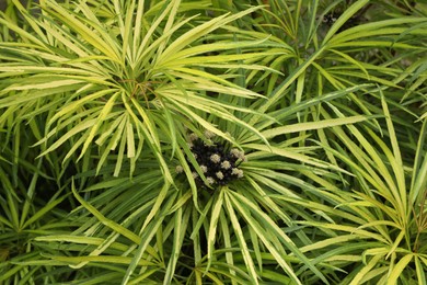 Photo of Beautiful plants with green leaves as background, top view