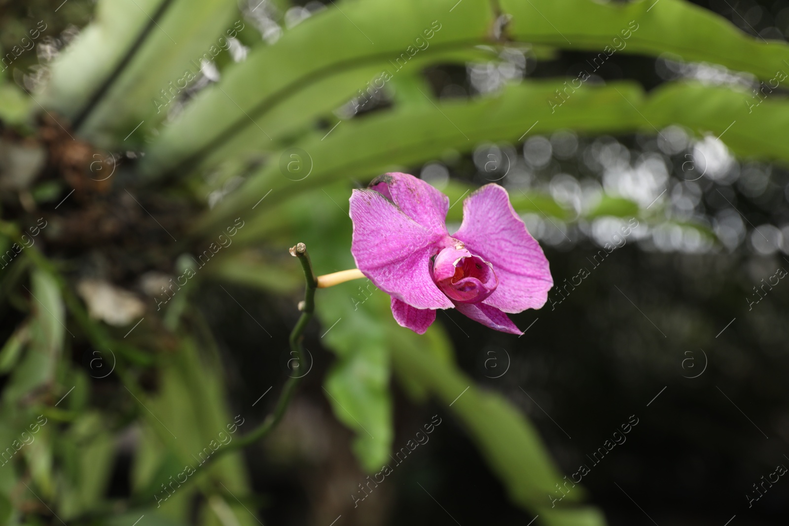 Beautiful tropical flower and green leaves outdoors, closeup Photo of Beautiful tropical flower and green leaves outdoors, closeup