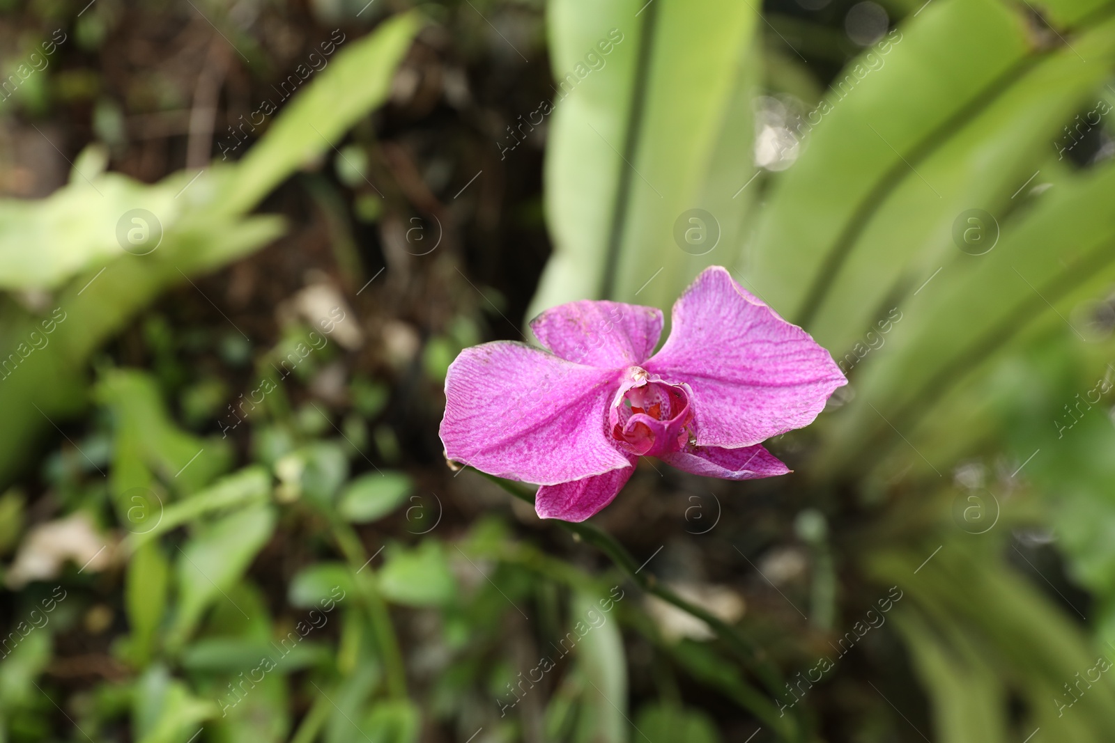 Beautiful tropical flower and green leaves outdoors, closeup. Space for text Photo of Beautiful tropical flower and green leaves outdoors, closeup. Space for text