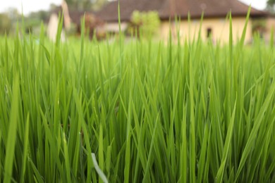 Photo of Rice plants growing in paddy field, closeup