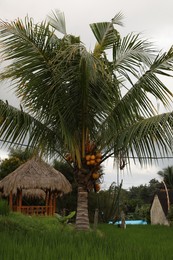 Photo of Beautiful palm tree with green leaves and coconuts growing outdoors