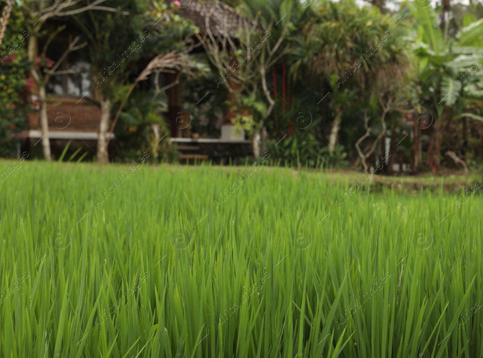 Rice plants growing in paddy field, closeup Photo of Rice plants growing in paddy field, closeup