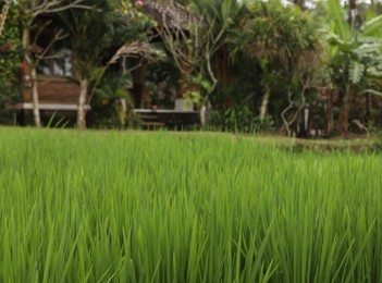 Photo of Rice plants growing in paddy field, closeup